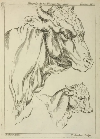 Heads And Necks Of Two Bulls In Profile