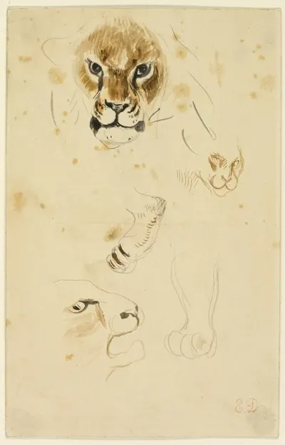 Heads And Paws Of Lions