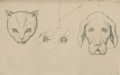 Heads Of A Cat And A Dog The Position Of Their Eyes Compared