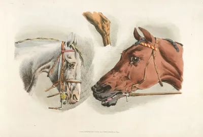 Heads Of A White And A Brown Horses