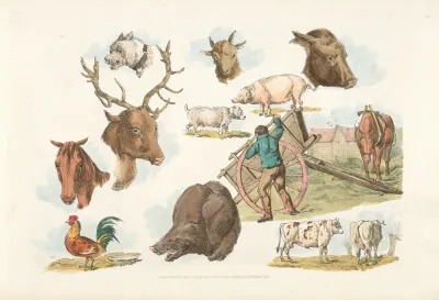 Heads Of Domestic And Wild Animals And Full Figure Of A Dog Pig Horse Cows And A Cock A Working Farmer
