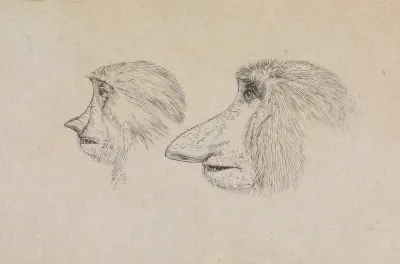 Heads Of Two Proboscis Monkeys