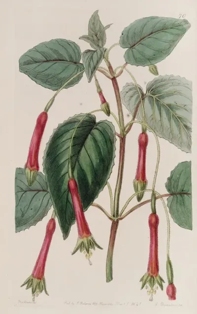 Heart Leaved Fuchsia