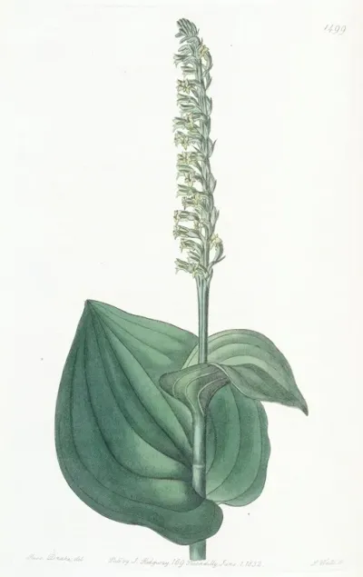 Heart Leaved Herminium