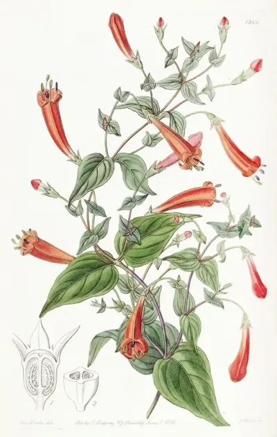Heart Leaved Manettia
