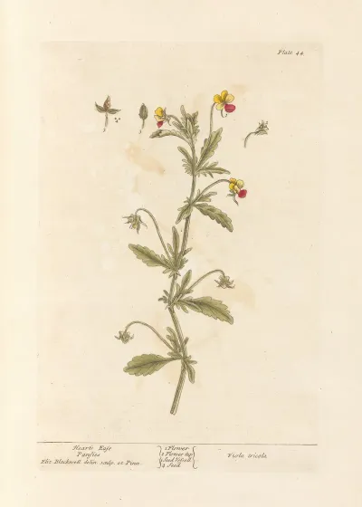 Hearts Ease Pansies