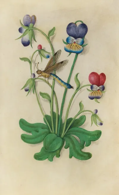 Hearts Ease Violet Viola Tricolor With A Dragonfly