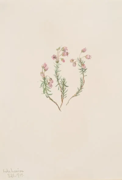 Heather Phyllodoce Intermedia