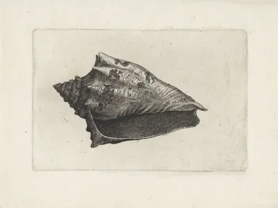 Hebrew Volute Voluta Ebraea