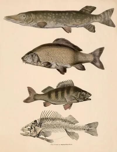 Hecht Esox Lucius Karpfen Cyprinus Carpio Barsch Und Sein Skelett Perca Fluviatilis