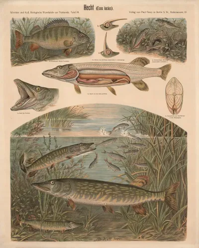 Hecht Esox Lucius