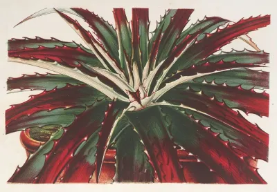 Hechtia Ghiesbreghtii
