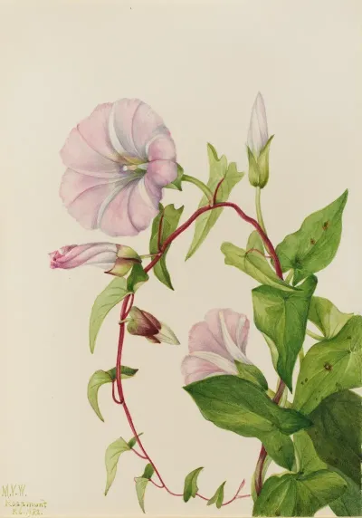 Hedge Bindweed Calystegia Convolvulus Sepium