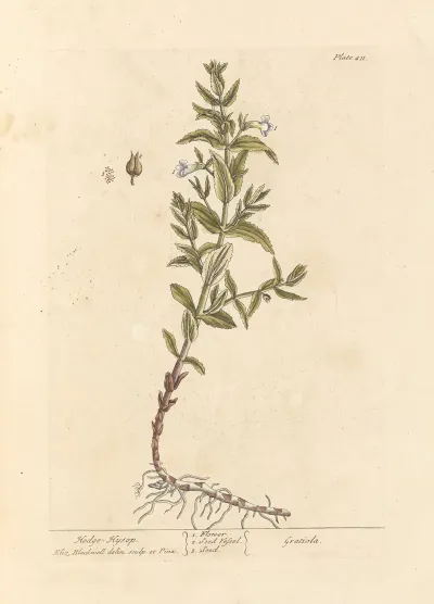 Hedge Hyssop