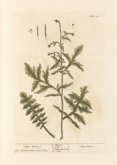 Hedge Mustard