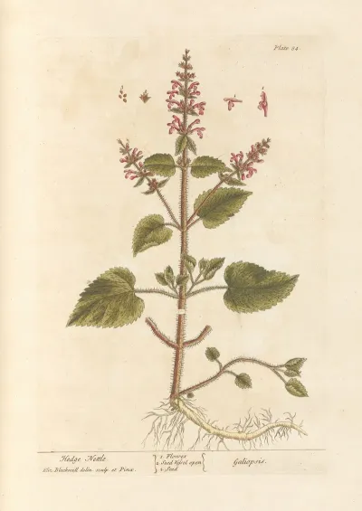 Hedge Nettle