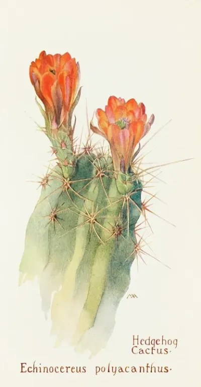 Hedgehog Cactus