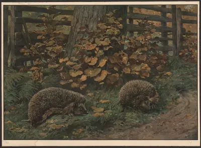 Hedgehog