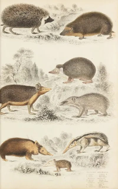 Hedgehogs