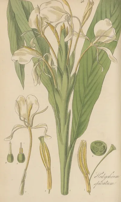 Hedychium Spicatum
