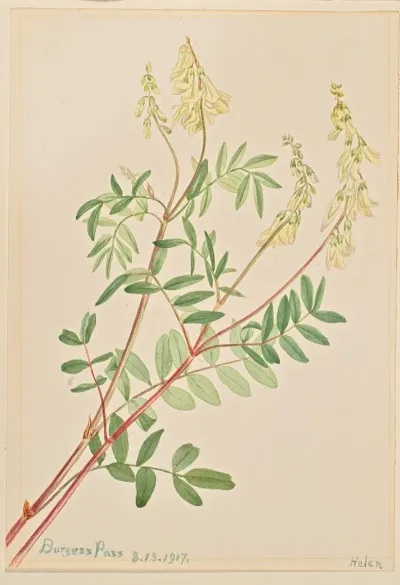Hedysarum Hedysarum Sulphurescens