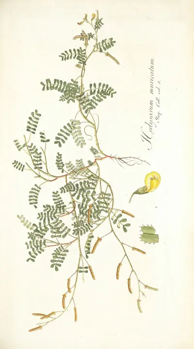 Hedysarum Muricatum