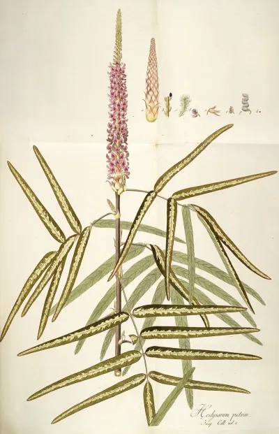 Hedysarum Pictum