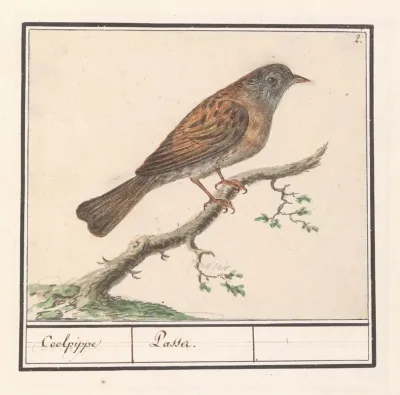 Heggenmus Prunella Modularis