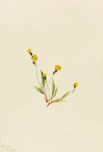Heieracium Gracile