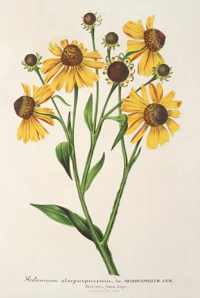 Helenium Atropurpureum Var Grandicephalum