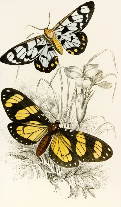 Heleona Fenestrata Anthomyza Tiresia