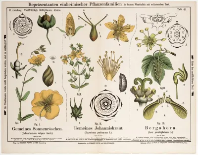 Helianthemum Vulgare Hypericum Perforatum Acer Pseudoplatanus