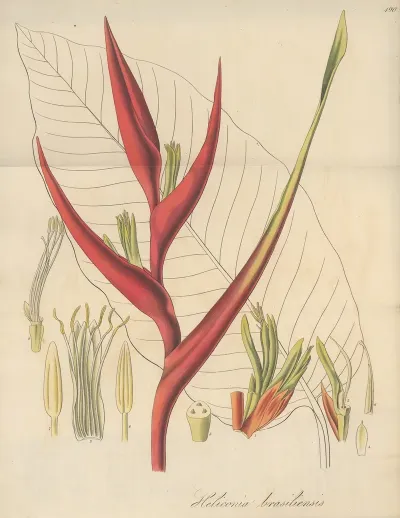 Heliconia Braziliensis