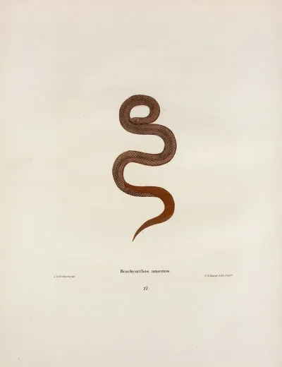 Helicops Abacurus