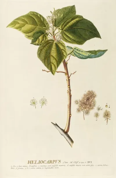 Heliocarpus