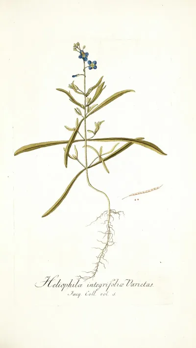 Heliophila Integrifolia