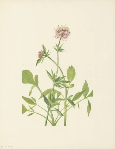 Heliotrope Valerian Valeriana Sitchensis 3