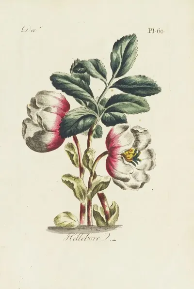 Hellebore