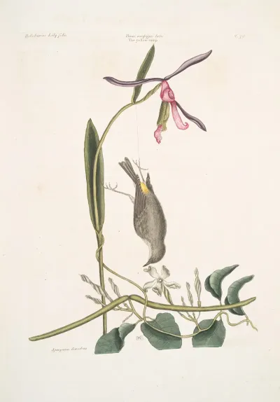 Helleborine Lily Folio The Lilly Leafs Hellebore Parus Uropygeo Luteo The Yellow Rump Apocynum Scandens Dogs Bane