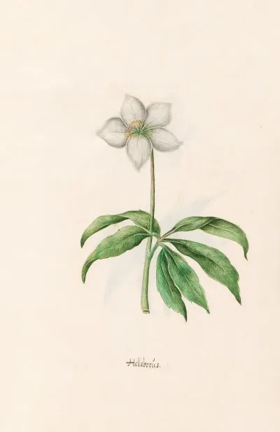 Helleborus 4