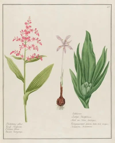 Helleborus Albus And Colchicum
