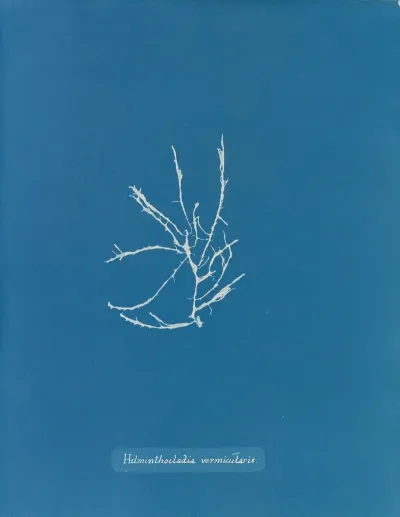 Helminthocladia Vermicularis