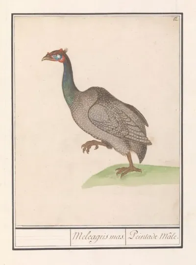 Helmparelhoen Numida Meleagris