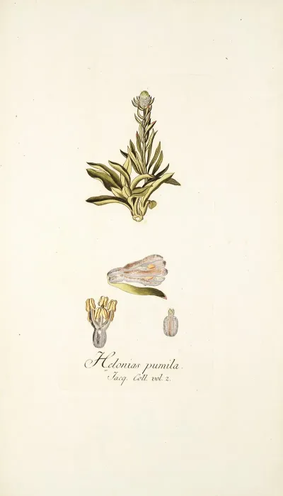 Helonias Pumila