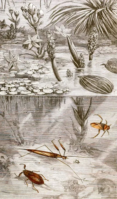 Hemipteres Pl Xvii