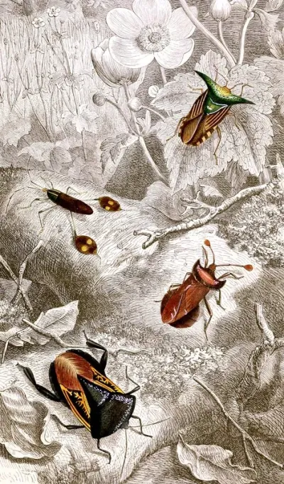 Hemipteres Pl Xx