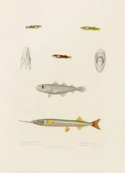 Hemiramphus Picarti Gadiculus Argenteus Lepadogaster Lineatuslepadogaster Maculatus Lepadogaster Punctatus