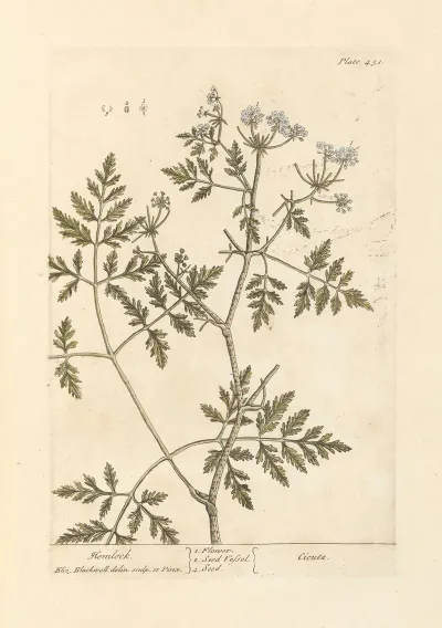 Hemlock