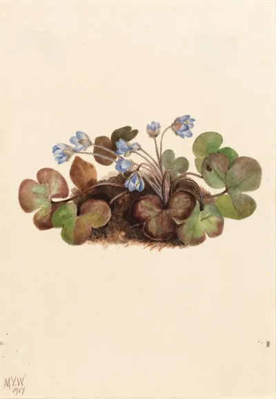 Hepatica Hepatica Americana 2