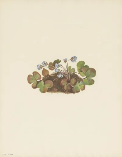 Hepatica Hepatica Americana 3